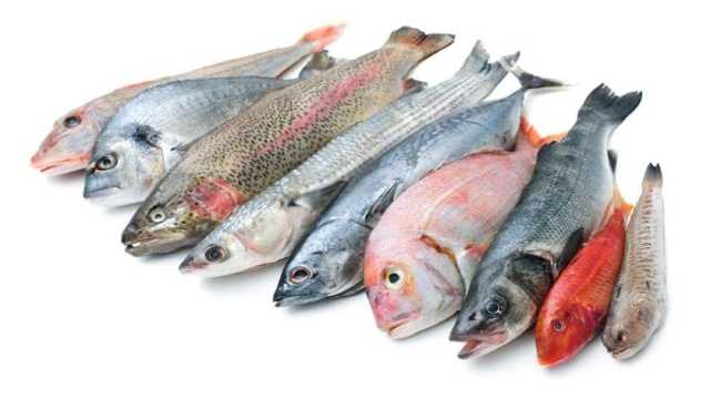 7 فوائد مذهلة تحققها الأسماك الدهنية للجسم.. كيف تتناولها بطريقة صحية؟