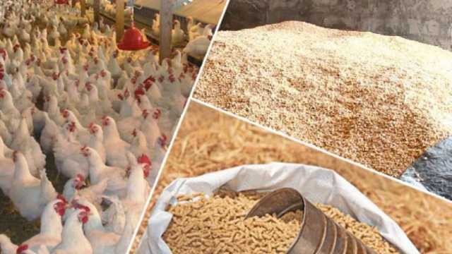 انخفاض كبير في أسعار الدواجن والأعلاف اليوم.. «الطن يفقد 3 آلاف جنيه»