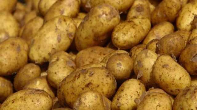 ‎انخفاض أسعار البطاطس في سوق العبور اليوم الاثنين 15-1-2024