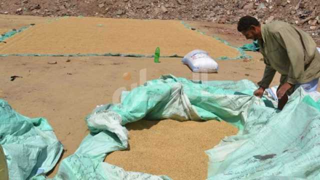 أسعار الأرز الشعير تسجل أدنى مستوى بعد انتهاء موسم الحصاد
