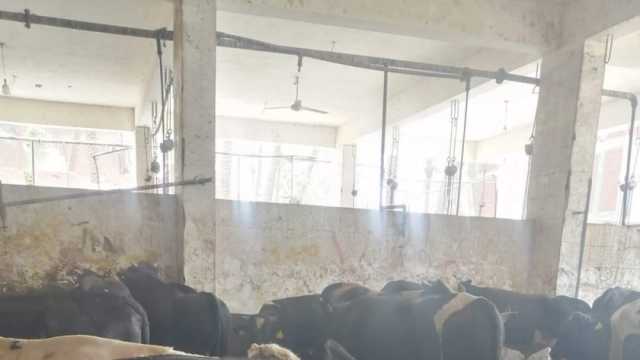 قبل العيد.. انخفاض أسعار الأضاحي اليوم الأربعاء 22-5-2024 في الأسواق