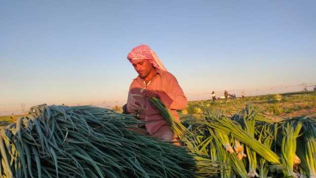 من الإسماعيلية لدول العالم.. البصل الأخضر يتصدر الحاصلات الزراعية