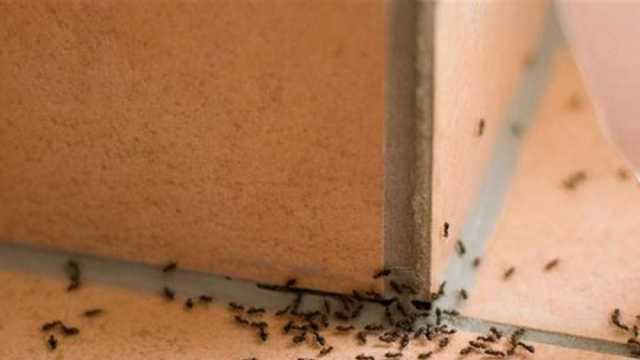 4 طرق للتخلص من حشرات الصيف.. يزداد ظهورها مع ارتفاع درجات الحرارة