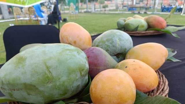 أسعار المانجو اليوم الخميس 4-7-2024 في سوق العبور.. كيلو السكري بـ17 جنيها