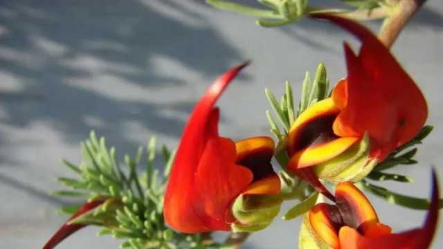 أجمل نباتات العالم.. 7 معلومات عن زهرة منقار الببغاء المهددة بالانقراض (فيديو)