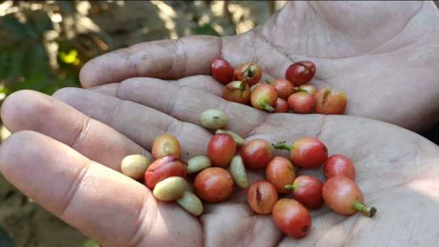 «مجهود 5 سنوات».. حصاد أول محصول لأشجار البن في الإسماعيلية (صور)