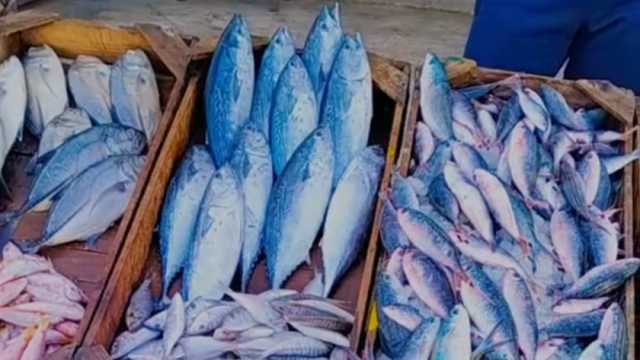 أشهر أنواع سمك البحر في مطروح.. أبرزها «الأسد والمغازل والكحلة» (صور)