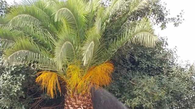 «الزراعة» توصي باستخدام المبيدات الحيوية لمكافحة آفات النخيل: أكثر أمانا