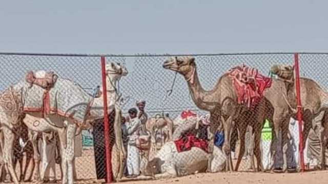 350 متسابقا من 8 محافظات يشاركون في مهرجان الهجن بالعلمين