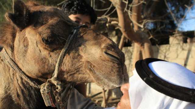 انطلاق فعاليات سباقات الهجن بمدينة شرم الشيخ 27 ديسمبر الجاري