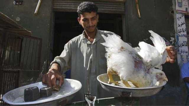 أسعار الدواجن الیوم 11-10-2023 في الأسواق والمحال