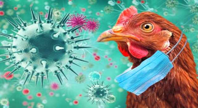 محذرة من تطوُر جديد للفيروس.. “الصحة العالمية” تدعو البلدان للإبلاغ عن أي إصابات بشرية بإنفلونزا الطيور