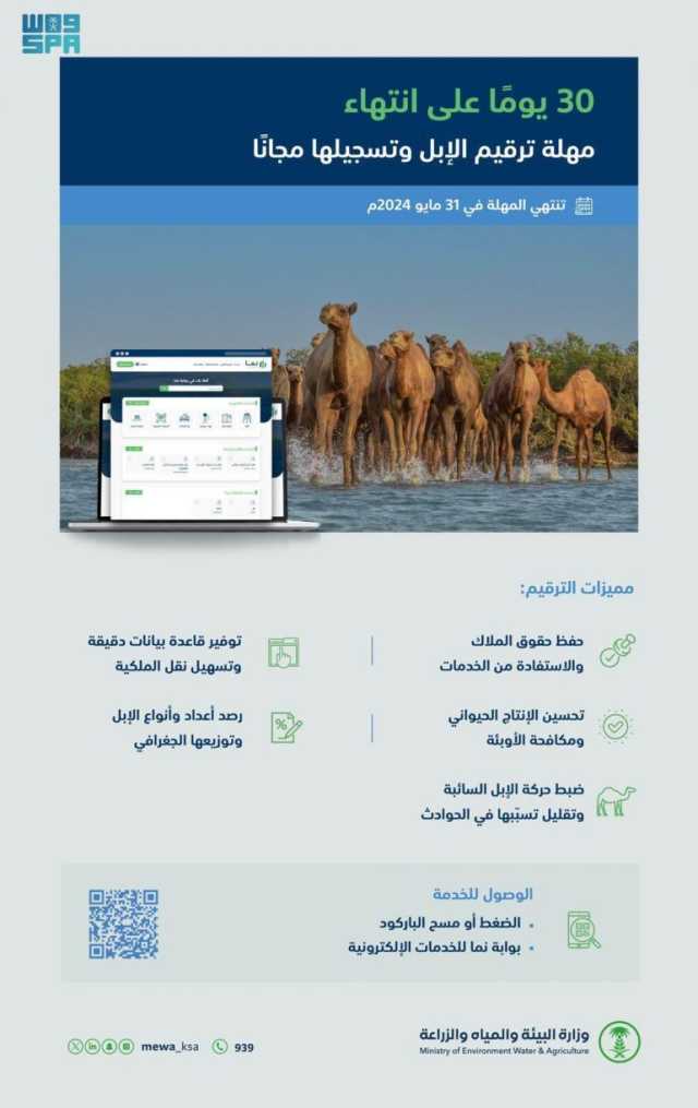30 يومًا تفصل أصحاب الإبل عن انتهاء المهلة المجانية لترقيم إبلهم