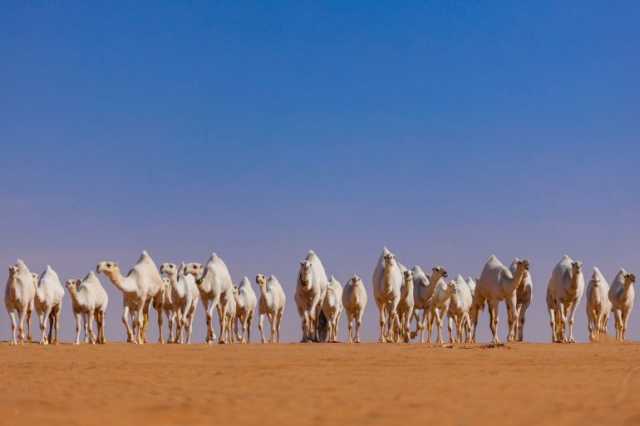 الإبل تأسر قلوب شعراء العرب الأوائل