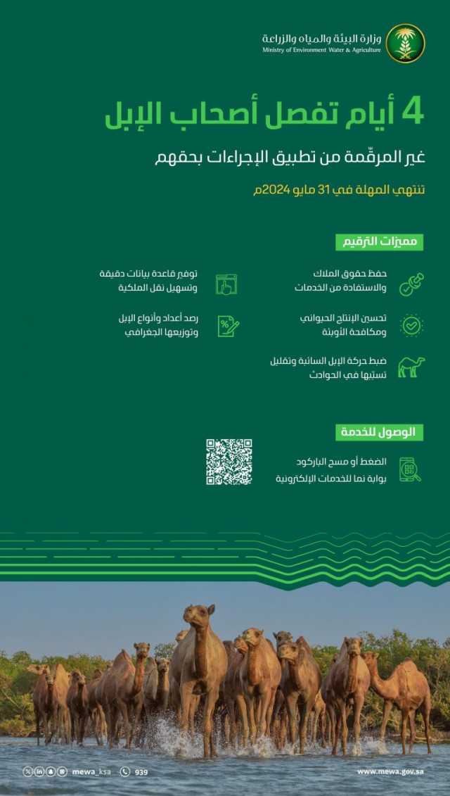 “البيئة”: انتهاء مهلة ترقيم الإبل وتسجيلها إلكترونيًا بعد 4 أيام