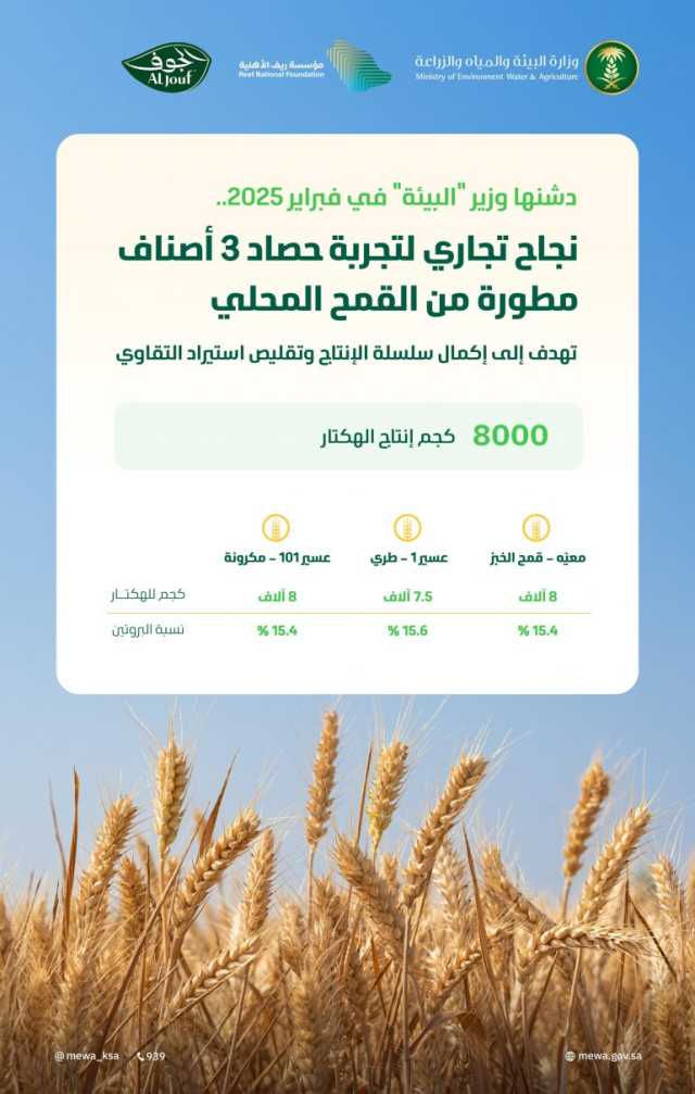 بإنتاج بلغ 8 آلاف كجم للهكتار.. نجاح تجاري لتجربة حصاد 3 أصناف مطورة من القمح المحلي