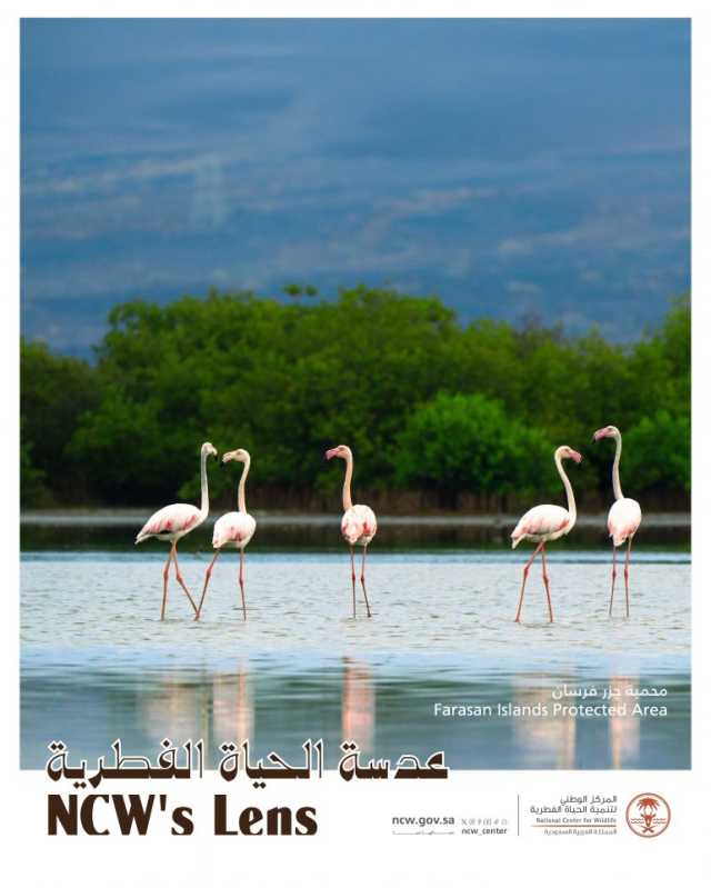 بما يعكس ثراءها وتنوعها الطبيعي.. رصد آلاف الطيور المائية في محمية جزر فرسان خلال التعداد الشتوي 2025