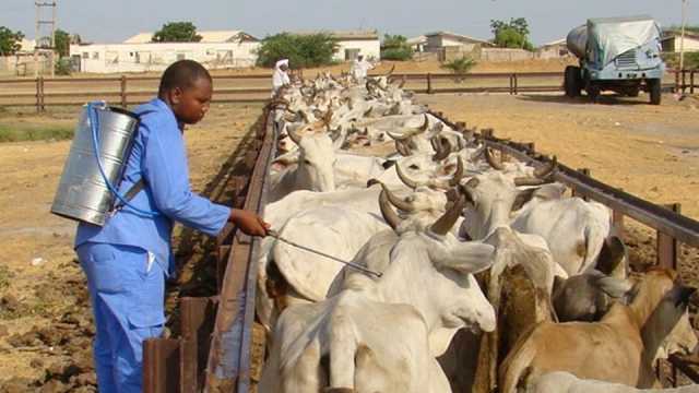 تطعيم مليون رأس من الماشية بولاية النيل الأبيض