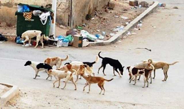 «صحة الخرطوم» تنفي تسجيل إصابات بمرض السعر