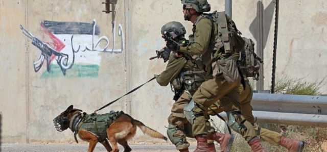 كلاب إسرائيلية مزودة بكاميرات لاستهداف الفلسطينيين في غزة