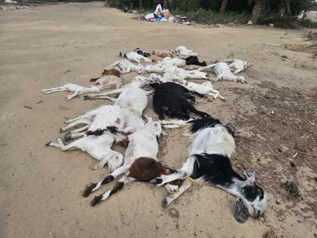 بالصور.. كلاب ضالّة تفتك بـ 42 رأسًا غالبيتها ”نوادر“ بصفوى