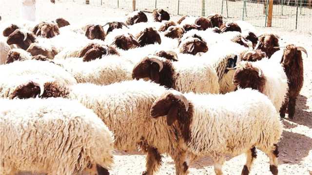 الموازين الرقمية والفواتير الإلكترونية تضبط بيع المواشي في أسواق النفع العام