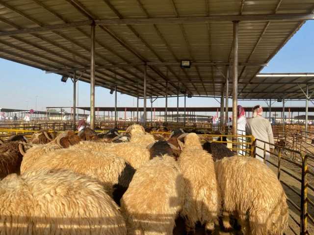 بلغت 2600 ريال.. ارتفاع كبير في أسعار المواشي بـ 'سوق حفر الباطن'