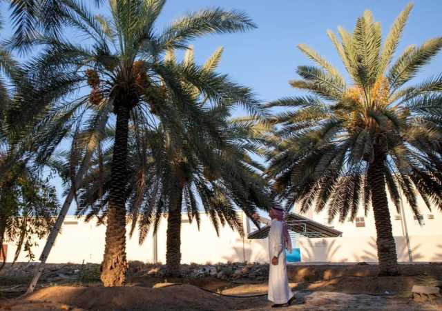 نخيل 'الصفرا'.. بواكير موسم التمور 'بشرى اقتصادية' لأهالي الجوف