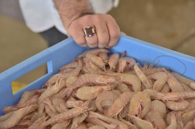 بعد 7 أطنان من الطرادات.. توقعات بانخفاض أسعار الروبيان 50%-عاجل