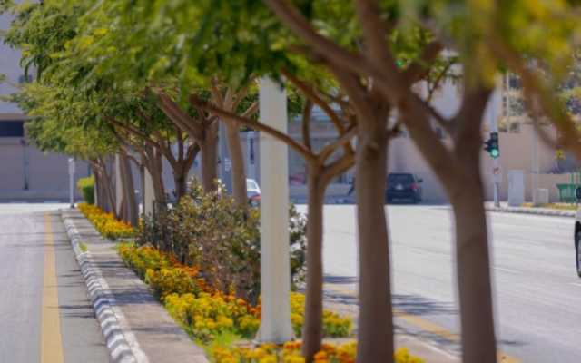 136 مبادرة تطوعية لتنمية الغطاء النباتي بالطائف