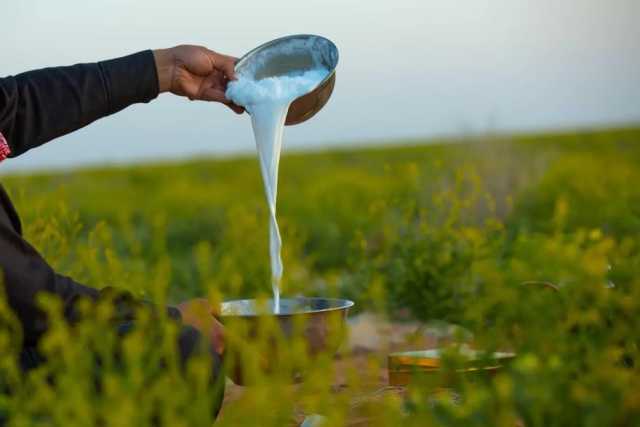 حليب الإبل.. خيار مثالي للصائمين في الإفطار والسحور