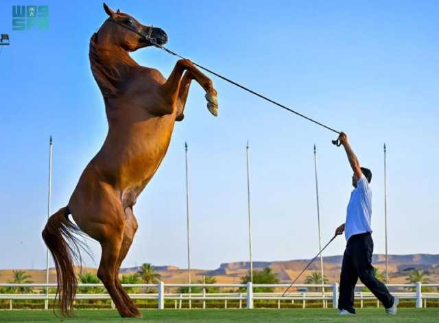 5 شروط إصدار التراخيص لمرابط الخيل العربية الأصيلة