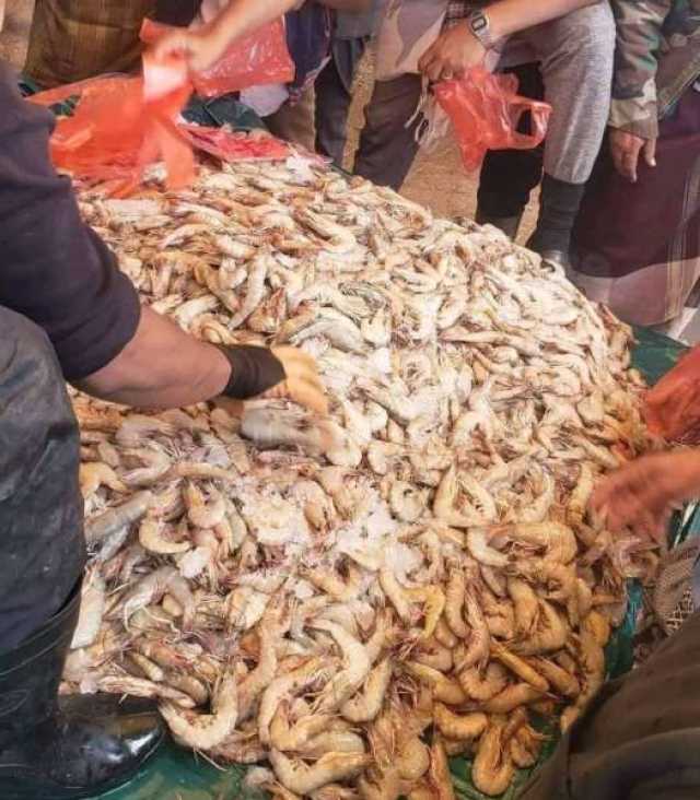 صحفي جنوبي في عدن طلب هدية ”2 كيلو سمك جمبري” من أبناء صنعاء.. فأرسلوا له كمية كبيرة لم تكن في حسبانه ”فيديو”