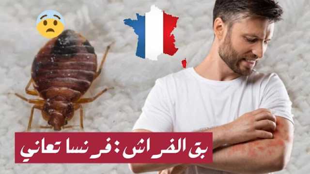 بقّ الفراش يستفحل في ارجاء فرنسا والسلطات تعلق المدارس