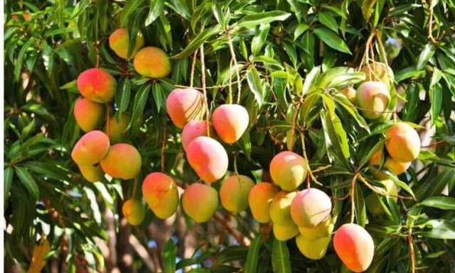 اجتماع طاريء للجنة انجاح الموسم الزراعي بابو جبيهة