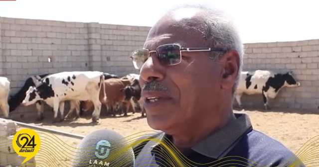 البدري: خسائر تقدر بحوالي 40 مليون دينار لانتشار الجلد العقدي بين أبقار مصراتة