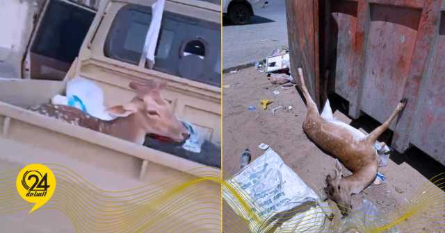 “البراري” تطلق نداءً عاجلًا لحماية حديقة الحيوان بطرابلس بعد سرقة وقتل حيوانات نادرة