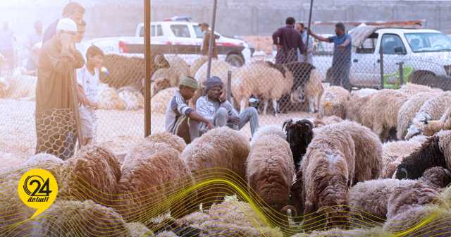 بدء توزيع شحنات الأضاحي المدعومة في بلدية سرت