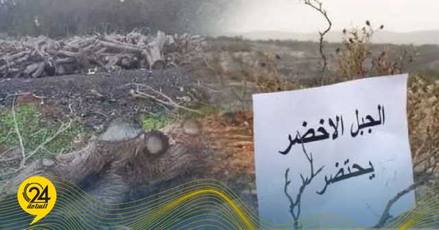 خطاب: القطع الجائر للأشجار والنباتات بالجبل الأخضر يهدد باختفاء بعض الفصائل