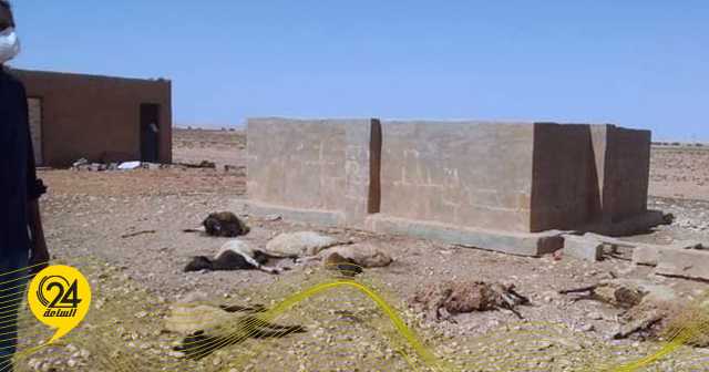 أبومباركة: حوالي 40 ‎%‎ من الثروة الحيوانية بالجبل الأخضر نفقت.. ونطالب بتعويض المتضررين