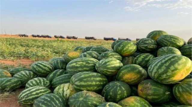 «الكبيرة بـ 300 جنيه».. أسعار البطيخ في الأسواق اليوم الأربعاء