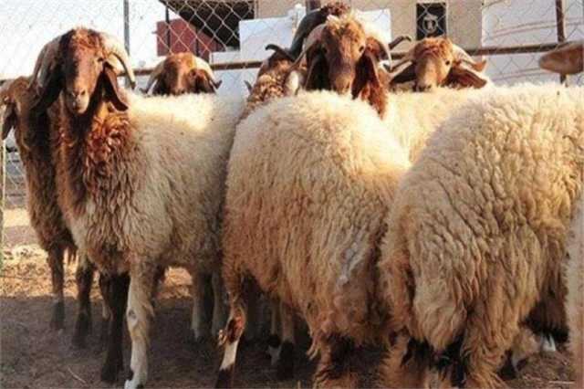 عيد الأضحى 2025.. ما هي سنن وأحكام تقسيم لحوم الأضاحي؟