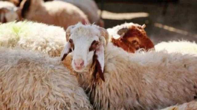 أسعار الخراف قبل عيد الأضحى وأسواق البيع