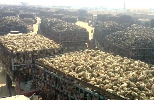 طفرة البنجر.. مصر على أعتاب الاكتفاء الذاتي من السكر
