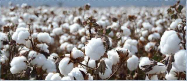 القطن المصري ينافس الأمريكي على الساحة العالمية.. والحكومة تواصل جهودها لدعم المزارعين