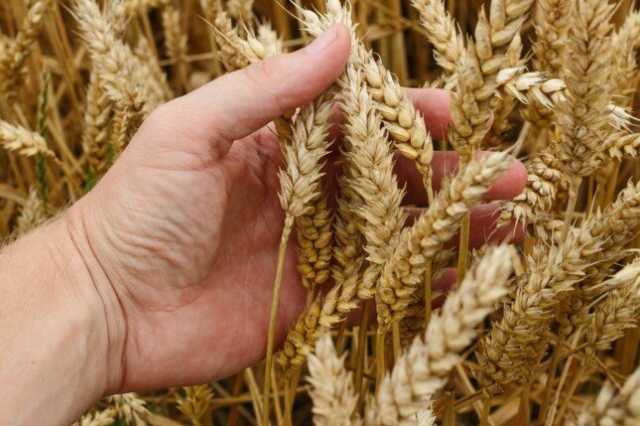 غدا.. انطلاق مؤتمر الغذاء للمستقبل لتعزيز الأعمال الزراعية في الريف المصري