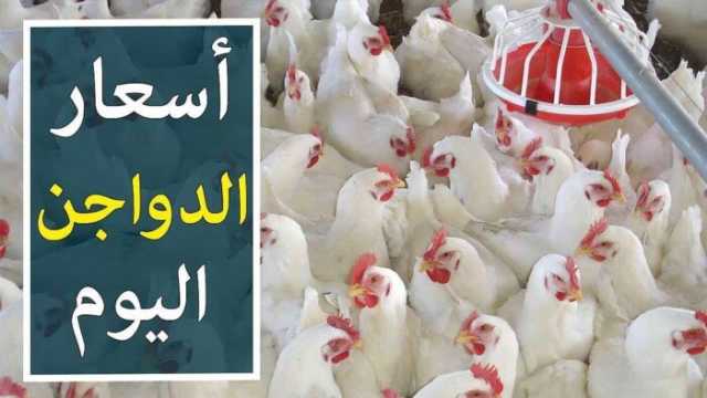 البلدي بــ 130 جنيهًا.. أسعار الدواجن اليوم الخميس 20 مارس 2025