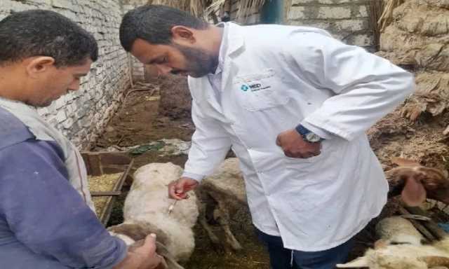 تحصين 184 ألف رأس ماشية ضد مرضى الحمى القلاعية و حمى الوادي المتصدع بالشرقية