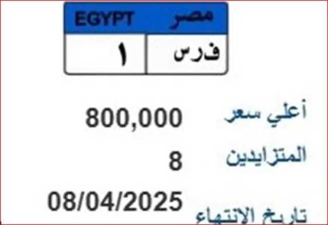 (ف ر س - 1).. المرور تطرح لوحة سيارة مميزة وصل سعرها لـ 800 ألف جنيه