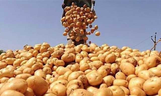 البطاطس تستحوذ على 2% من صادرات مصر الزراعية بعائدات 40 مليون دولار